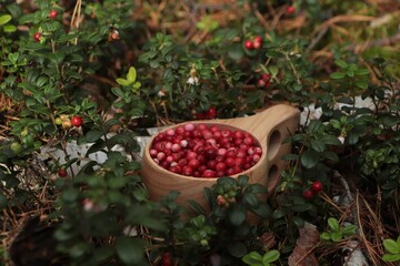 Many ripe lingonberries in wooden cup outdoors