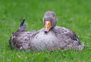 Greylag goose sitting and sleeping in the grass.