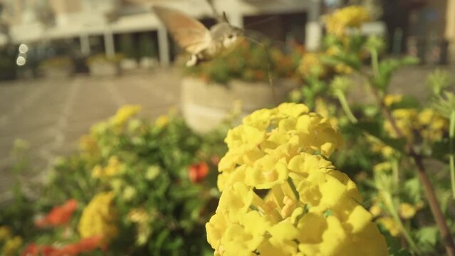 Bedstraw hawk-moth flies on the flower in the city in slow motion