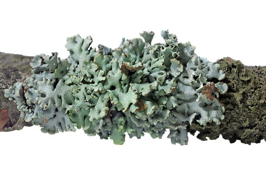 Lichen Parmelia sulcata is a foliose lichen in the family Parmeliaceae on a tree branch white background