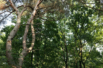 Beautiful green trees in forest, low angle view
