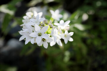 Beautiful wild flower growing in forest outdoors, closeup