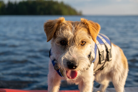 Portrait of a Jack Russell Terrier in a blue life jacket on the bow of a red boat. The dog stands on the background of the lake and the forest. Blur for inscription