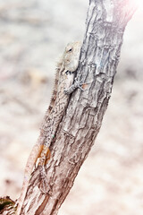 lizard on tree. vacation , wildlife, background and wallpaper concept. selective focus 