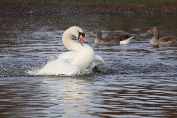 Beautiful Mute swan having a bath in the water.