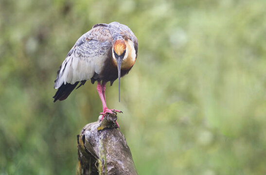 Buff Necked Ibis Standing On A Branch.