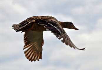 Flying mallard duck.