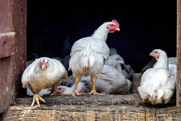 White chickens in the chicken coop near the door.