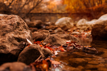 autumn leaves on a rock in the forest
