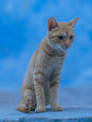 Young and curious orange tabby cat with green eyes on a blue background, in Chefchaouen, Marocco 