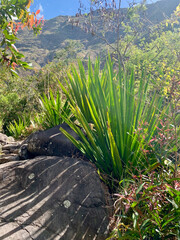 Plante sur l'île de la Réunion
