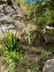 Plante sur l'île de la Réunion