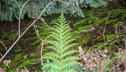 wild plants growing on the banks of a creek