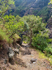 Forêt tropicale, île de la Réunion, sentier du GRR2