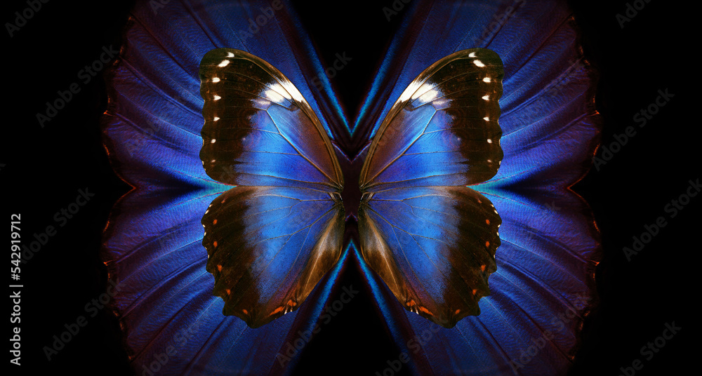 Poster wing magic. bright colorful wings of tropical morpho butterfly. abstract pattern from blue wings of 
