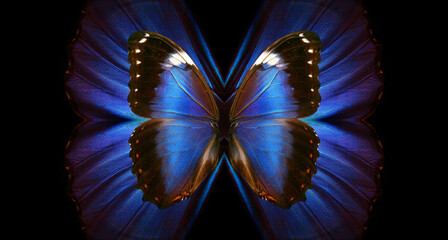 wing magic. bright colorful wings of tropical morpho butterfly. abstract pattern from blue wings of...