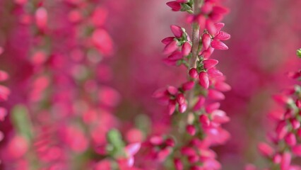 Flowers Calluna vulgaris close-up with soft focus. The flowering plant family Ericaceae - common...