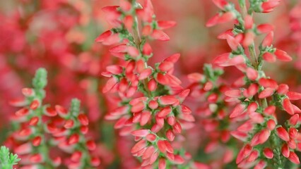 Calluna vulgaris, common heather is the sole species in the genus Calluna in the flowering plant...
