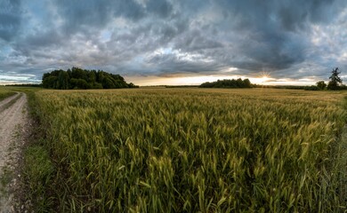 summer sunset landscape overlooking the road