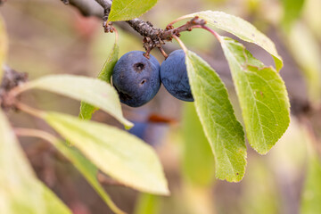 wild blackthorn fruits in the mountains of Guadarrama in Madrid