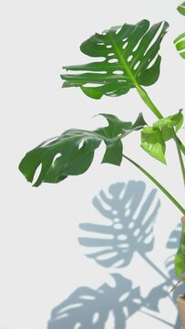 Tropical Swiss cheese plant (Monstera), white background with shadow and wind-generated movement, vertical video for smartphones