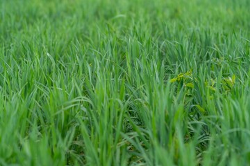 beautiful smooth green summer grass