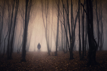 man in foggy woods, fantasy forest landscape