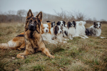 Junge Schäferhündin im Portrait mit dem gesamten Hunderudel von 7 Border Collies und einem Papillon