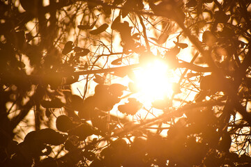 Golden hour Sun and tree silhouette in Tadoba Forest