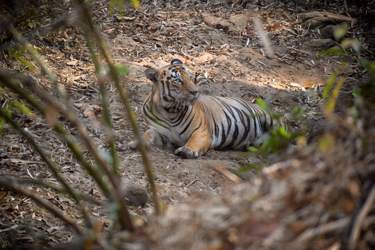 Taru male tiger relaxing in a small pond on a hot summer day in Tadoba National Park