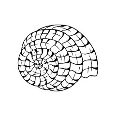 Linear sketch of a seashell. Vector illustrator.