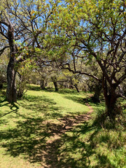 Fototapeta premium Troncs d'arbres sur le sentier du GRR2, Île de la Réunion