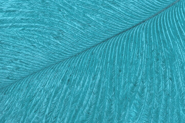 Texture of light blue tropical bird feather, background macro. Structure of cerulean fluffy plumage.