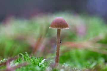 a filigree little mushroom on the forest floor in soft light. Macro shot nature