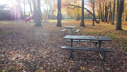 autumn fall leaves in the park peace