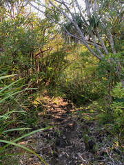 Jungle et forêt sur l'île de la Réunion, Saint-Philippe