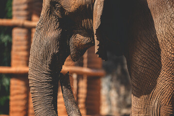 Closeup of senior elephant trunk with ears and fine lines and wrinkles in body roaming around...