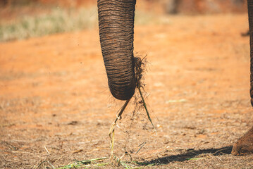 Closeup of senior elephant trunk with ears and fine lines and wrinkles in body roaming around freely in wild forest during daytime under sunlight and enjoying alone and finding food