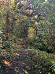 Jungle et forêt sur l'île de la Réunion, Saint-Philippe