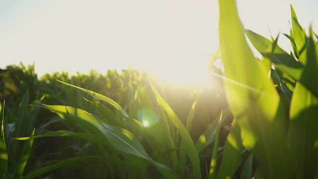 corn field agriculture. business a farm maize concept. farming industry plantation land. corn green grass close-up farming healthy natural food lifestyle. harvest corn concept
