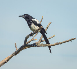 Magpie