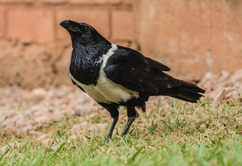 crow on the grass