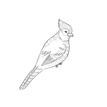 recommend clip art: Cardinal Bird on the White Background. Vector Illustration.