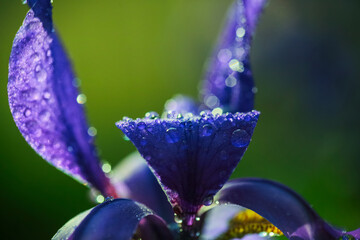 Blooming blue plant Iris