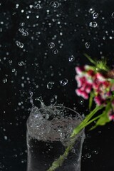 flower rose waterdrop 