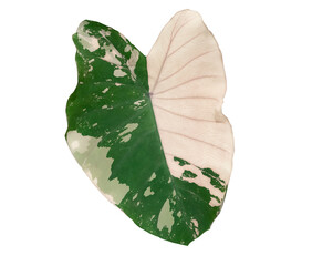 Leaf of Alocasia macrorrhizos on isolated white