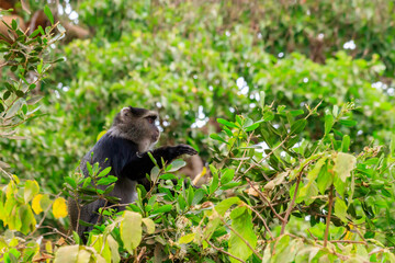 Blue monkey or diademed monkey (Cercopithecus mitis) on a tree in Lake Manyara National Park in Tanzania