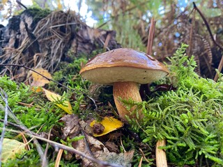 mushrooms in the forest