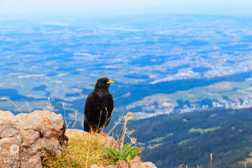 Alpine chough or yellow-billed chough (Pyrrhocorax graculus) in the mountain nature habitat in Alps, Switzerland