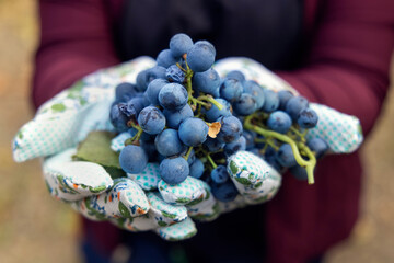 Farmer's Hands in gloves holding red grapes during wine harvest in italian Vineyard